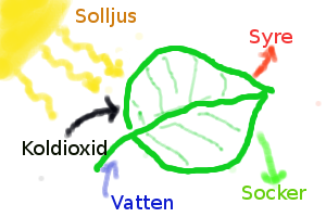 Fil:Blad fotosyntes.png