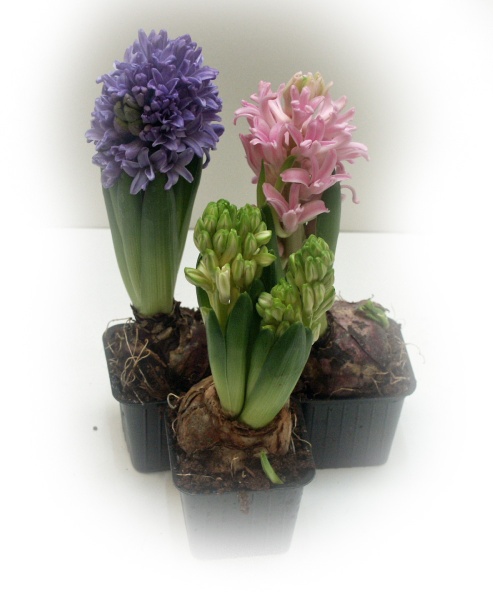 Fil:Hyacinter s-blommor.jpg