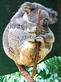 Fil:89px-Phascolarctos cinereus (Koala resting in tree fork).jpg