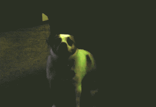 Fil:DAWGZ.gif