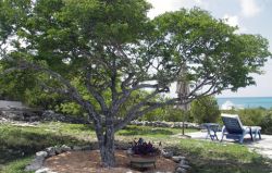 Lignum-tree.jpg.